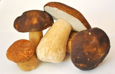 mushroom-913499_1280